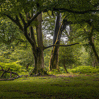 Buy canvas prints of Old Beech Trees in the New Forest, UK by KB Photo