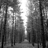 Buy canvas prints of Looking for Aliens in Rendlesham Forest by Stuart Pearce