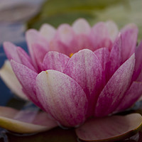 Buy canvas prints of A beautiful waterlily by Stuart Pearce