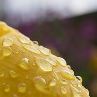 Buy canvas prints of Water Droplets by Stephen Dryburgh