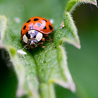 Buy canvas prints of Ladybirds Lunch by Stephen Dryburgh