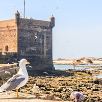 Buy canvas prints of Pigeon sat on a sea wall by Kevin Hellon