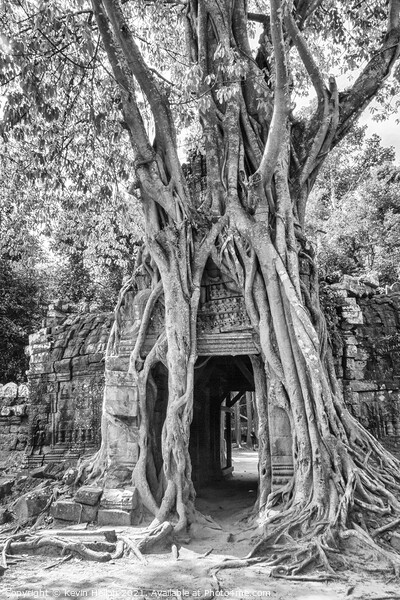 Tree covering temple entrance Picture Board by Kevin Hellon