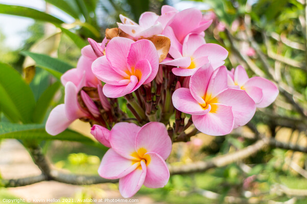  Beautiful pink plumeria flower Picture Board by Kevin Hellon