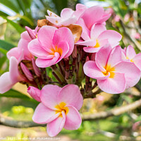 Buy canvas prints of  Beautiful pink plumeria flower by Kevin Hellon