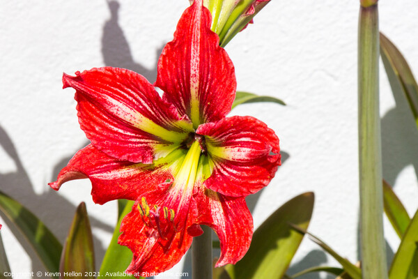 Red Amaryllis flower Picture Board by Kevin Hellon