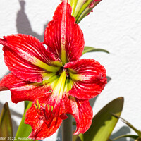 Buy canvas prints of Red Amaryllis flower by Kevin Hellon