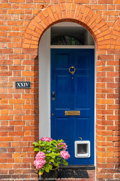 Blue door with catflap and hydrangea flowers,  Picture Board by Kevin Hellon