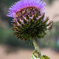 Buy canvas prints of Wild purple thistle flower by Kevin Hellon