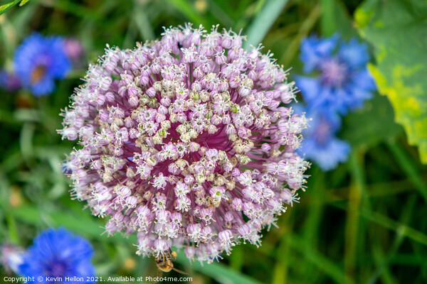 Enchanting Lilac Allium Blossom Picture Board by Kevin Hellon