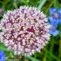 Buy canvas prints of Allium flower by Kevin Hellon