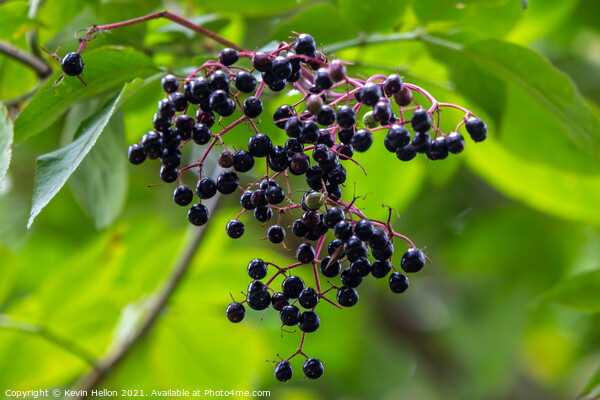 Ripe elderberries hanging from a tree Picture Board by Kevin Hellon