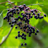 Buy canvas prints of Ripe elderberries hanging from a tree by Kevin Hellon