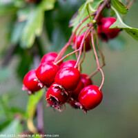 Buy canvas prints of Ripe rosehips hanging from a tree by Kevin Hellon