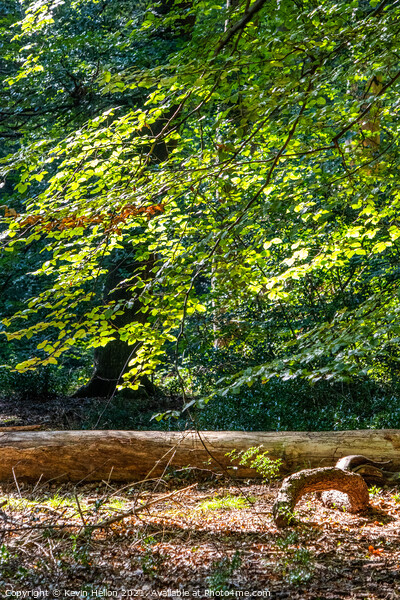 Burnham Beeches in Summer Picture Board by Kevin Hellon