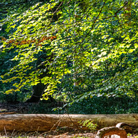 Buy canvas prints of Burnham Beeches in Summer by Kevin Hellon