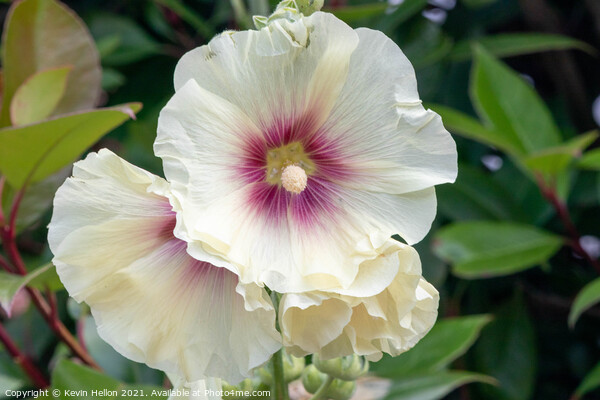 Hollyhock flowers Picture Board by Kevin Hellon
