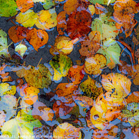 Buy canvas prints of Autumn colours by Kevin Hellon