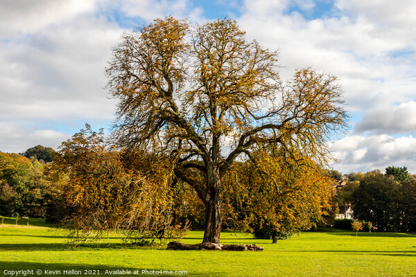 Oak tree in Autumn sunshine, Picture Board by Kevin Hellon