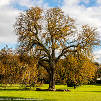 Buy canvas prints of Oak tree in Autumn sunshine, by Kevin Hellon