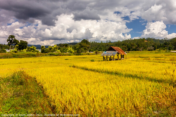 Golden rice fields  Picture Board by Kevin Hellon