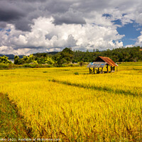 Buy canvas prints of Golden rice fields  by Kevin Hellon