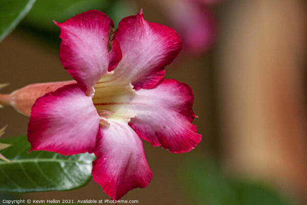 Pink Adenium Obesum flower  Picture Board by Kevin Hellon