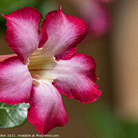 Buy canvas prints of Pink Adenium Obesum flower  by Kevin Hellon