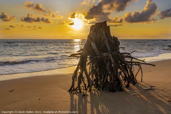 Eroded tree stump on beach at susnset, Picture Board by Kevin Hellon