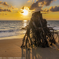 Buy canvas prints of Eroded tree stump on beach at susnset, by Kevin Hellon