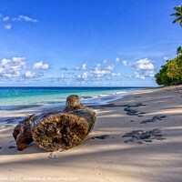 Buy canvas prints of Log on beach, Dravuni Island, Fiji, South Pacific by Kevin Hellon