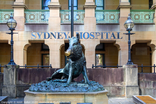 Hog Statue outside Sydney Hospital, Sydney, NSW, New South Wales Picture Board by Kevin Hellon