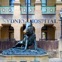 Buy canvas prints of Hog Statue outside Sydney Hospital, Sydney, NSW, New South Wales by Kevin Hellon