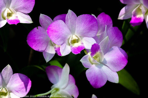 Purple orchids Picture Board by Kevin Hellon