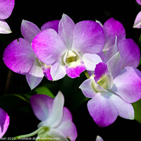 Buy canvas prints of Purple orchids by Kevin Hellon
