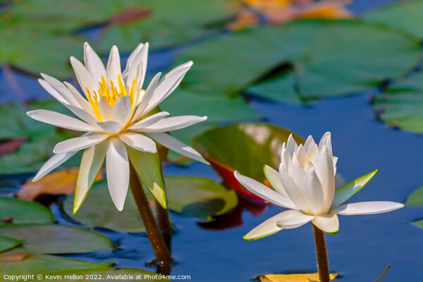 Water lilies and lily pads Picture Board by Kevin Hellon