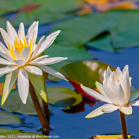 Buy canvas prints of Water lilies and lily pads by Kevin Hellon