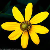 Buy canvas prints of Rudbeckia flower by Kevin Hellon