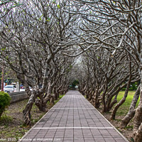 Buy canvas prints of Avenue of Plumeria trees by Kevin Hellon