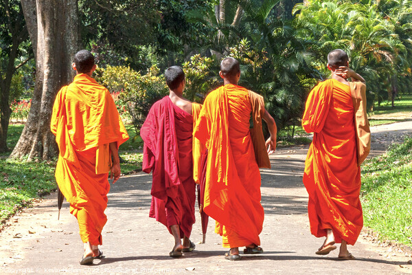 Monks in orange and maroon robes Picture Board by Kevin Hellon