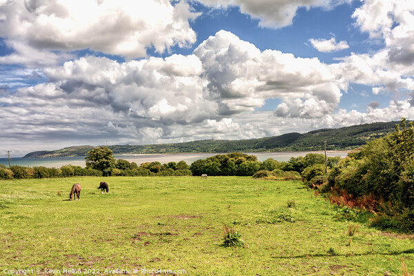 Horses in a field overlooking Red Wharf Bay Picture Board by Kevin Hellon