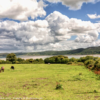 Buy canvas prints of Horses in a field overlooking Red Wharf Bay by Kevin Hellon