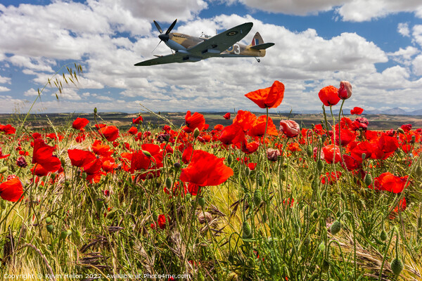 Spitfire fighter war plane flying over a poppy field. Picture Board by Kevin Hellon