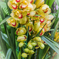 Buy canvas prints of Yellow orchids by Kevin Hellon