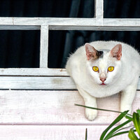 Buy canvas prints of Cat watching from an opening above a fence by Kevin Hellon