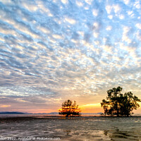 Buy canvas prints of Trees at sunrise against a mackerel sky,  by Kevin Hellon