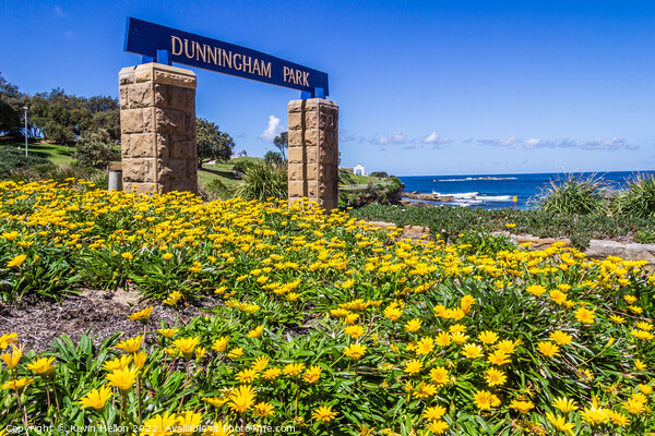 Yellow daisy flowers, Dunningham Park, Coogee Beach, Picture Board by Kevin Hellon