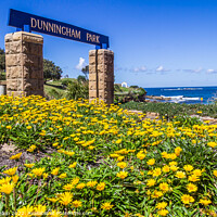Buy canvas prints of Yellow daisy flowers, Dunningham Park, Coogee Beach, by Kevin Hellon