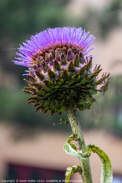 Wild purple thistle flower Picture Board by Kevin Hellon