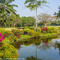 Buy canvas prints of Lake and flowers, Dynasty golf course, Nakhon Pathom, Thailand by Kevin Hellon